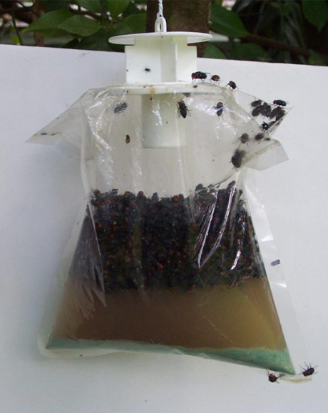 Disposable Fruit Fly Trap