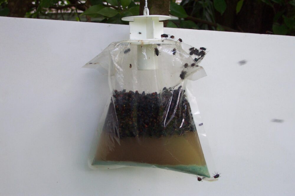 Disposable Fly Trap In Action FlyTrap.in  1000x667 