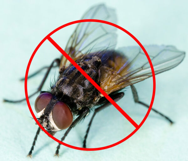 Image of a Housefly - Get rid of Flies - Fly Trap