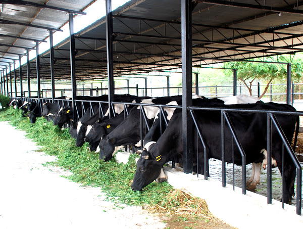 Image of a Dairy Farm in India
