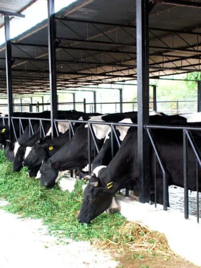 Image of a Dairy Farm in India