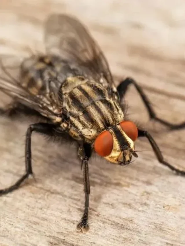 Image of a Housefly on a Wood Plank - FlyTrap.in