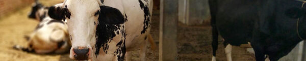 Image of a Cow in a Dairy Farm in India