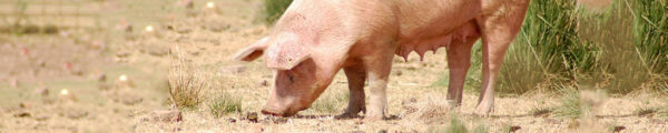 Pig Farm in India