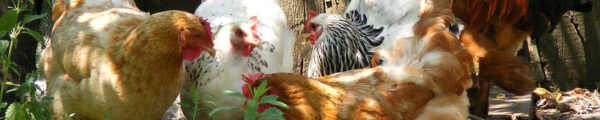 Poultry Farm in India
