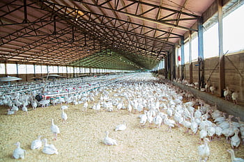 Image of a poultry farm in India