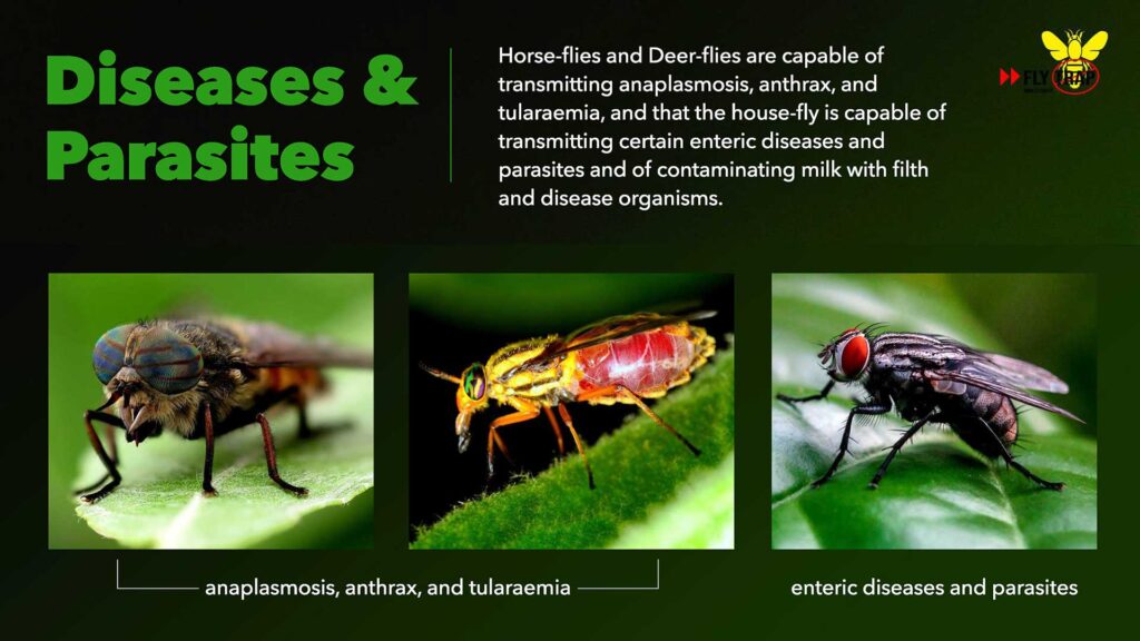 Diseases and Parasites FlyTrap.in