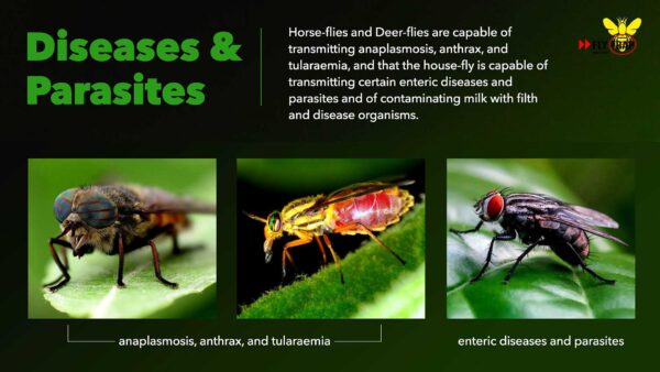 Diseases and Parasites FlyTrap.in