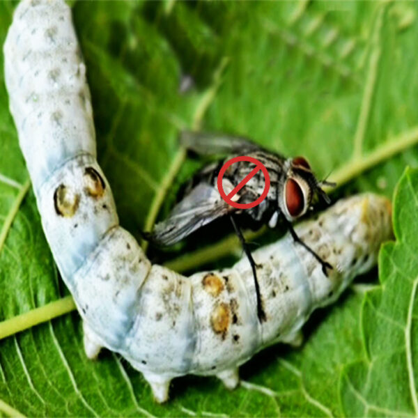 Uzi Fly Laying Eggs on Silkworms - FlyTrap