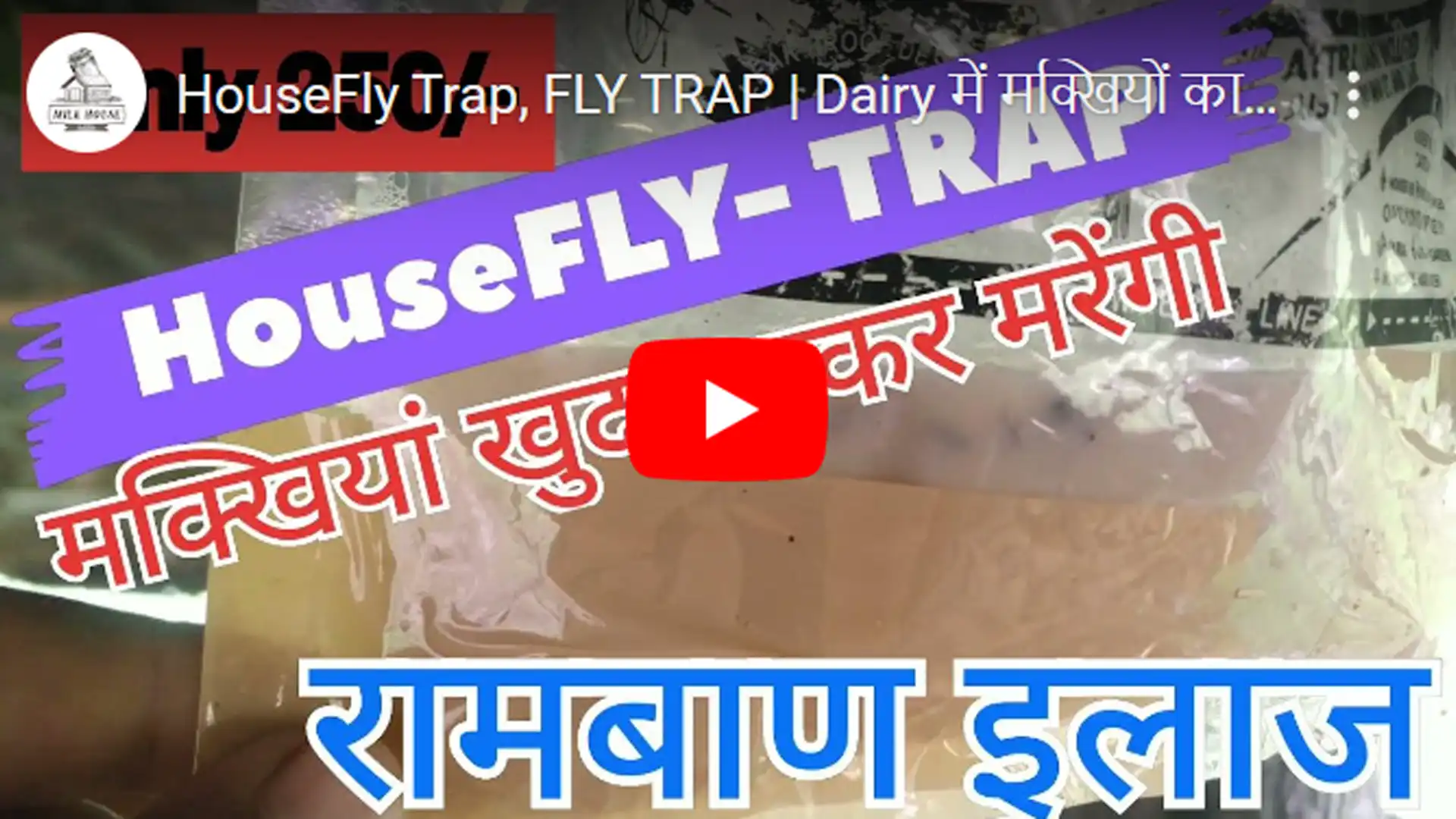 HouseFly Trap Fly trap Review