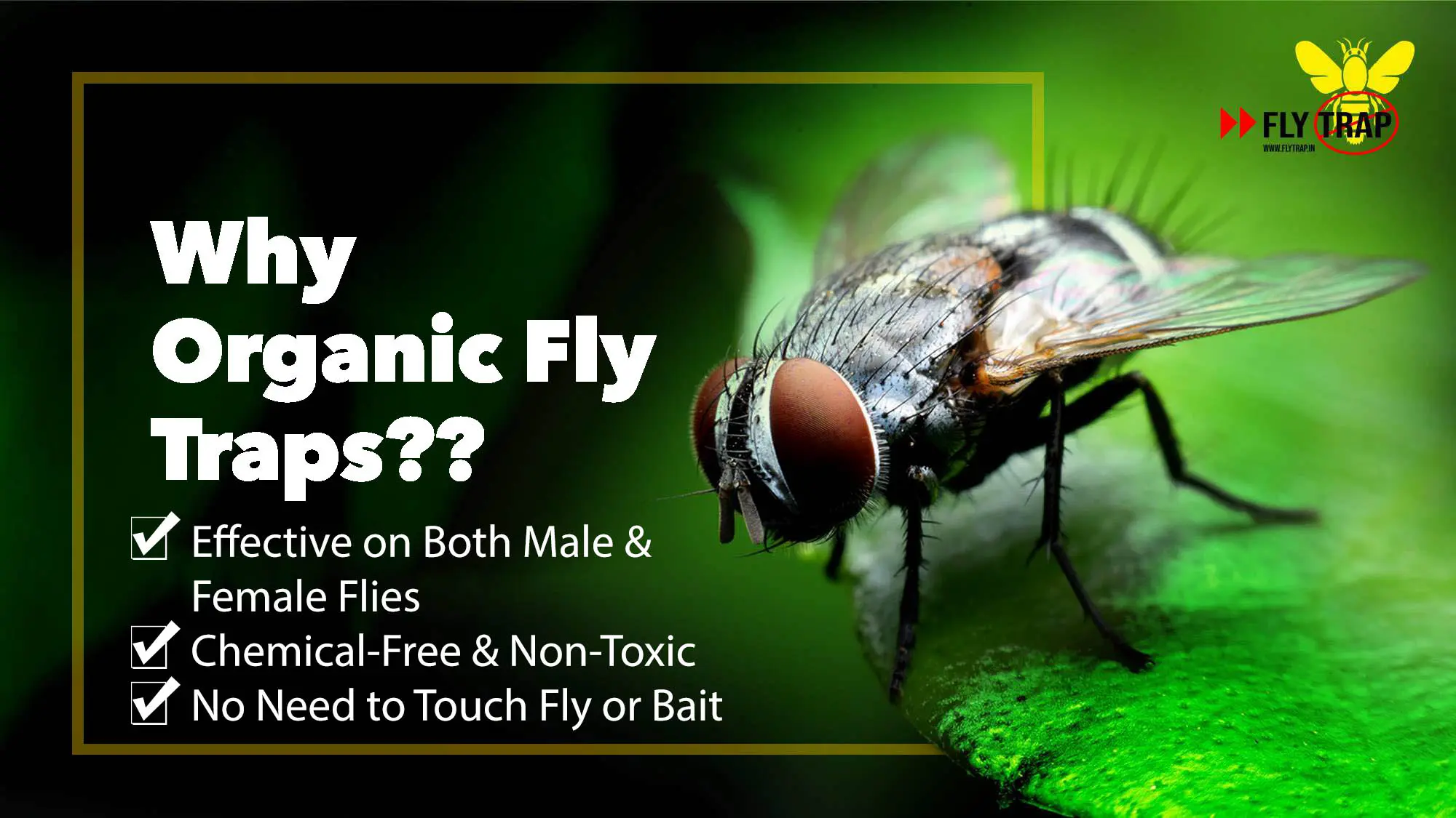 Why Organic Fly Traps? Benefits of Organic Fly Traps by FlyTrap.in