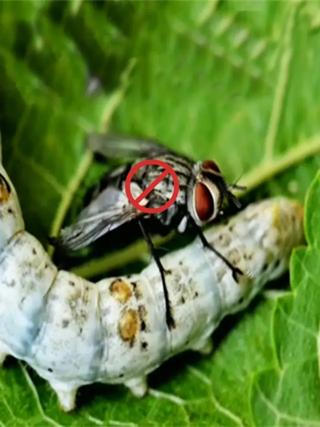 Uzi Fly Laying Eggs on Silkworms FlyTrap to the rescue