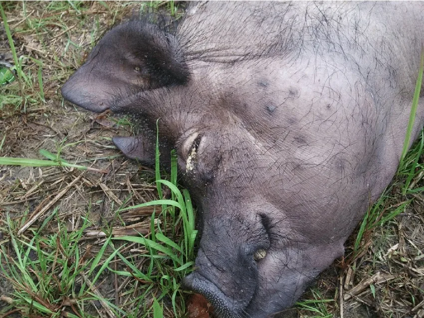 Pigs Eating Insects Controlling Fly Infestation in Pig Farm - FlyTrap®