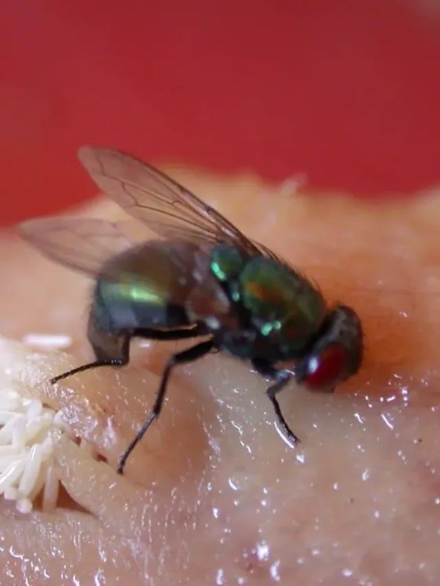 Fly Laying Eggs