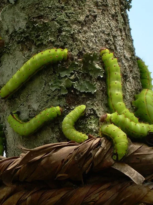 Muga Silkworm Assam