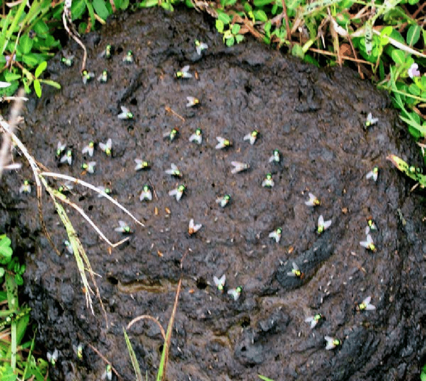 fly eggs laid on manure