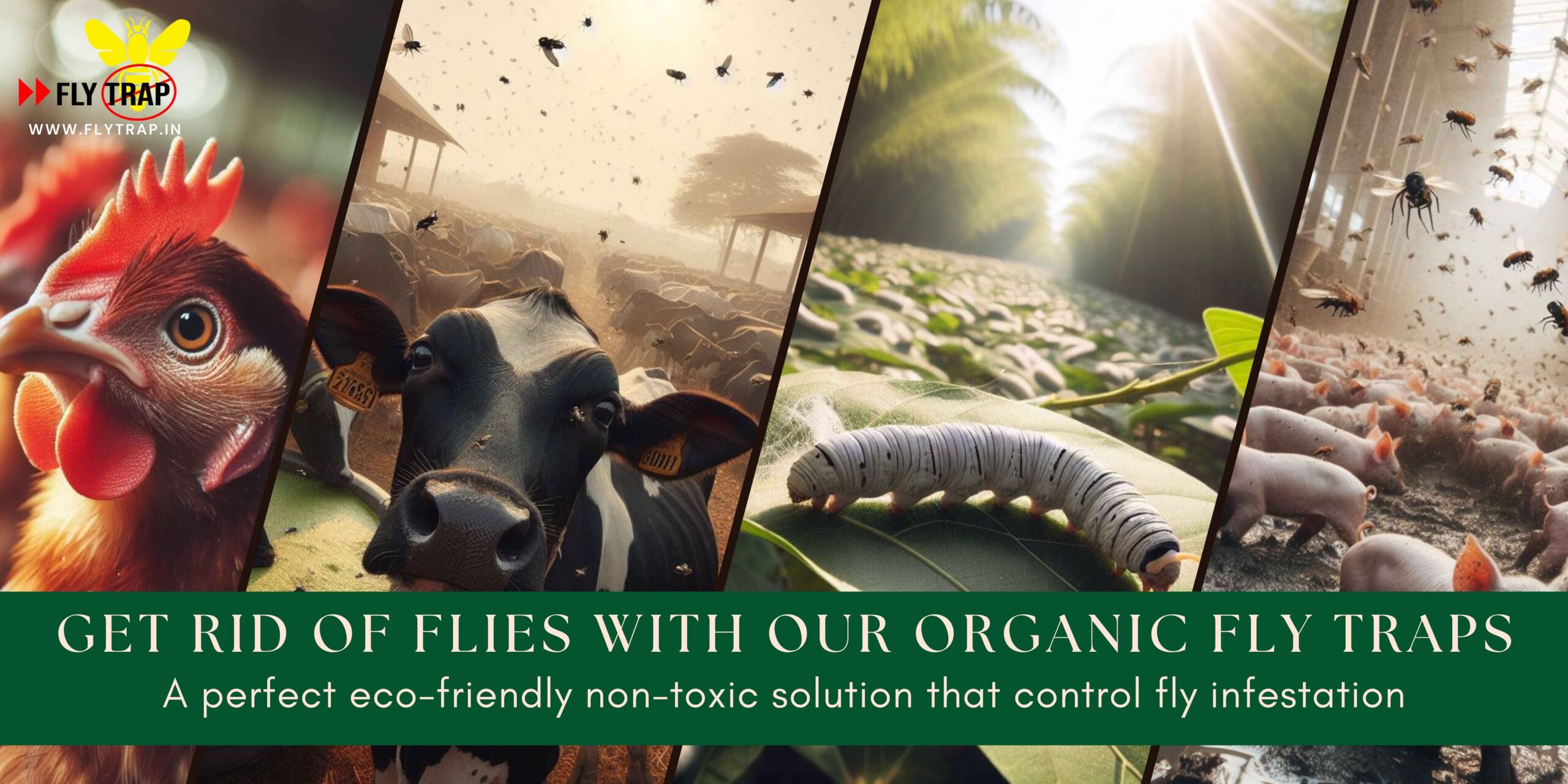 Targeted Fly Control Measure Better than Insecticides