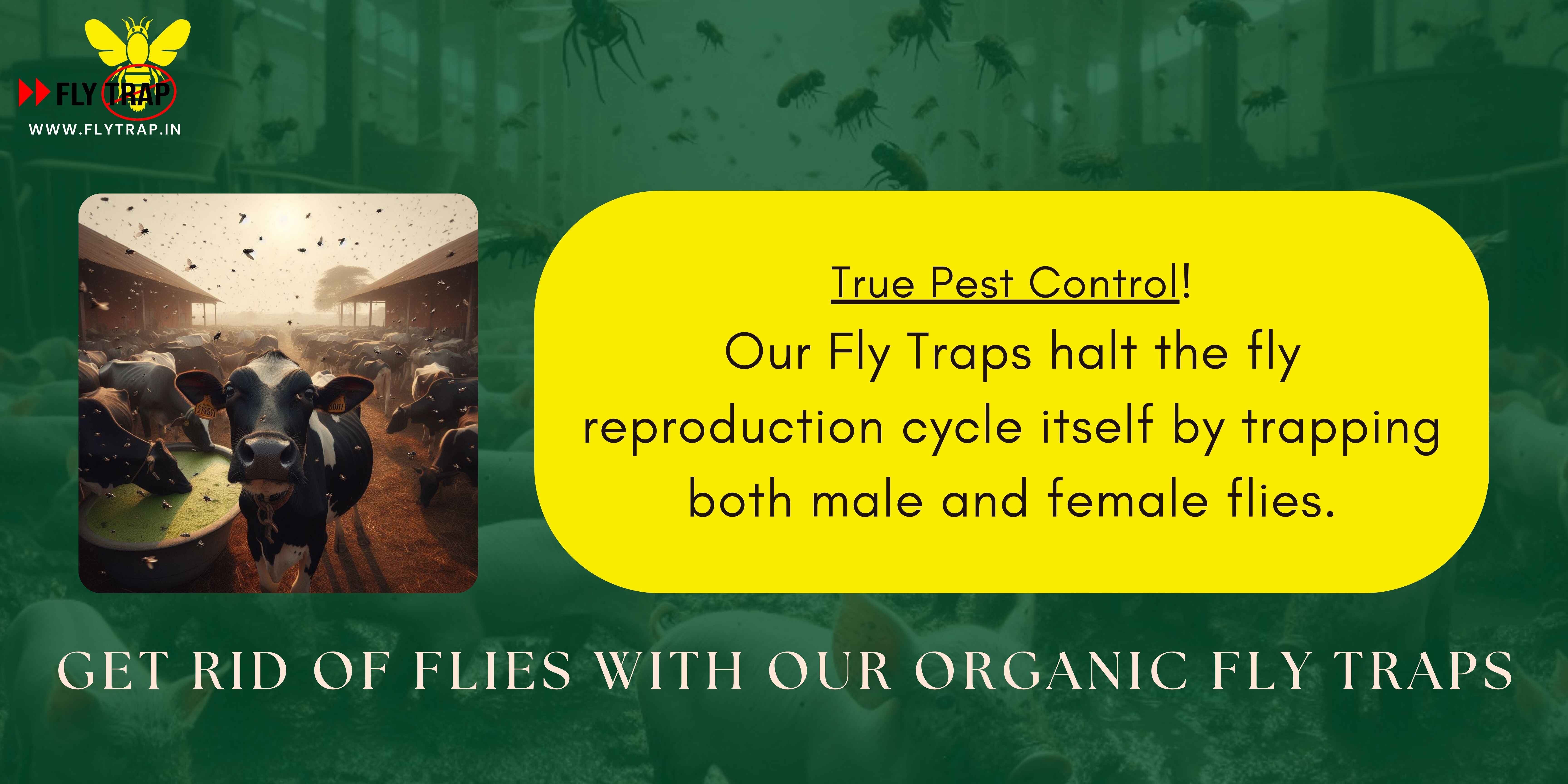 Fly Control measure using fly trap in a dairy farm