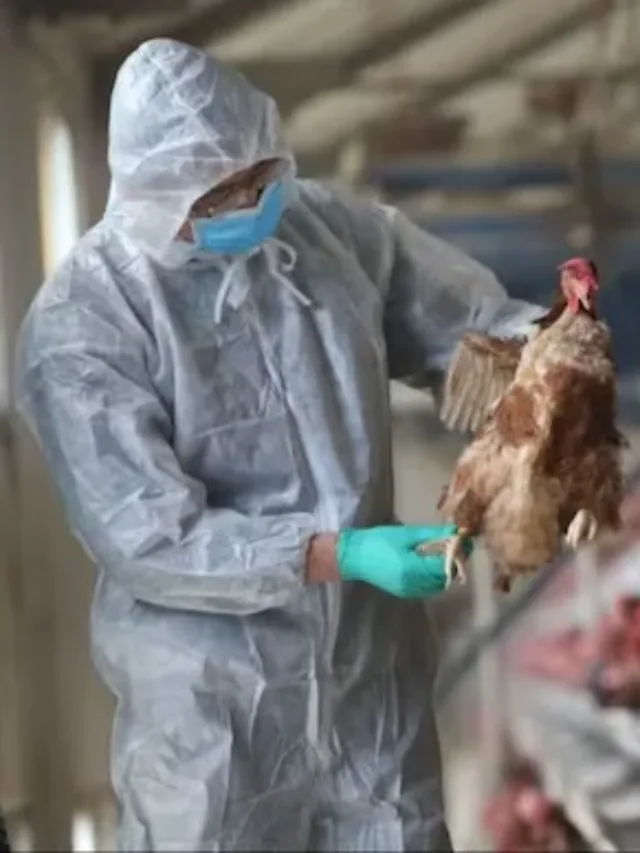 Avian Flu Outbreak in Ranchi Jharkhand