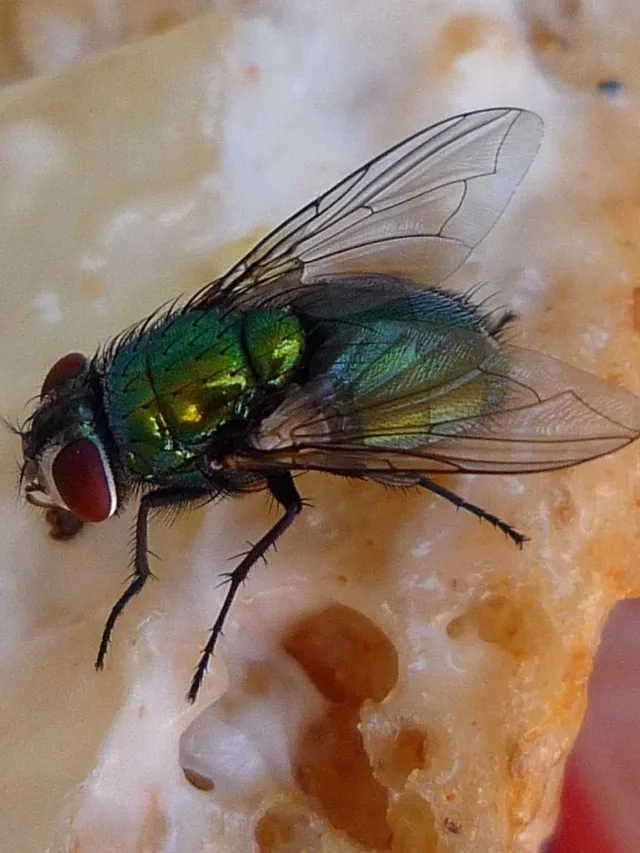 Food Spoilage Due to Houseflies