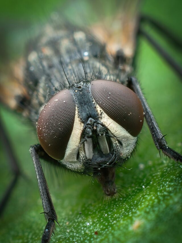 Filth Fly Prevention and Control