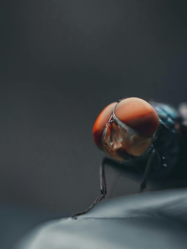 Houseflies can transmit anthrax