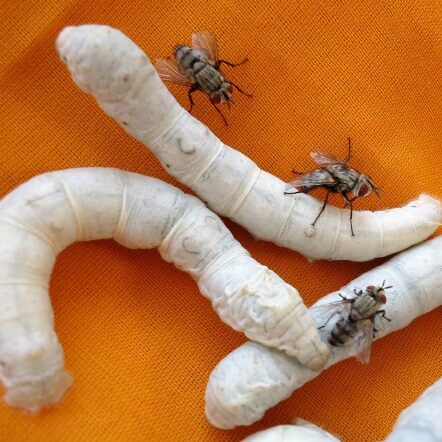 Female Uzi Flies Infestation in Silkworms