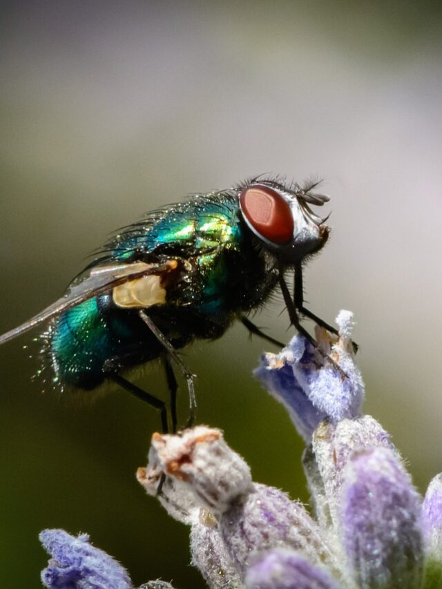 fly sitting on a plant