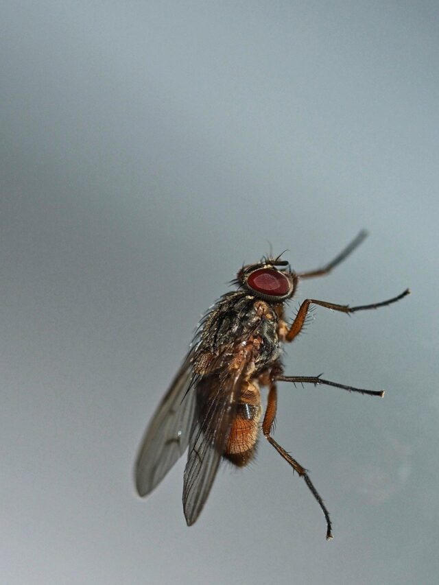 fly sitting on glass