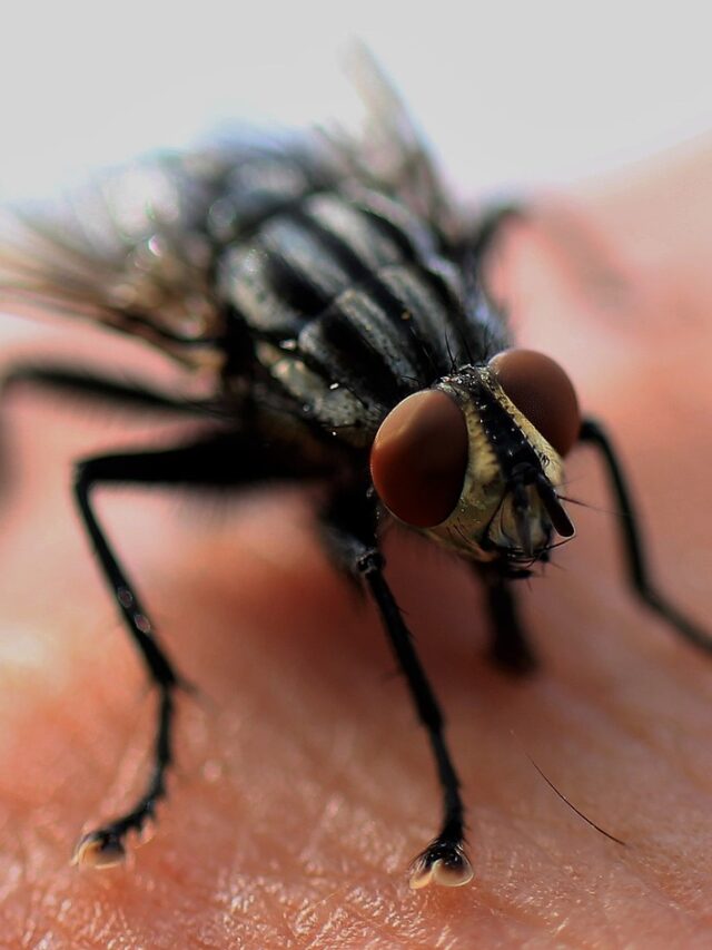 fly sitting on skin