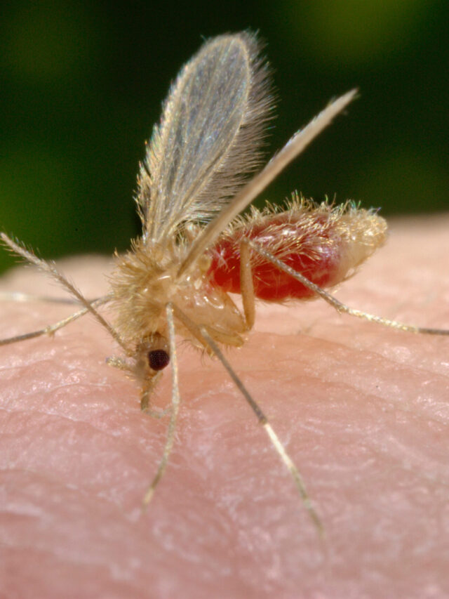 फ़्लेबोटोमाइन मक्खी चांदीपुरा वायरस