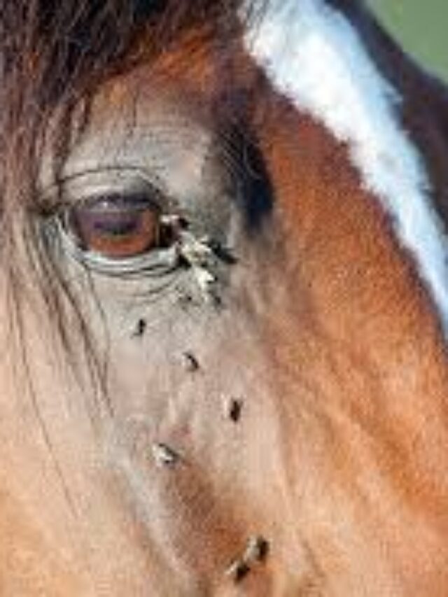 Disease Transmission in Horses due to Horsefly