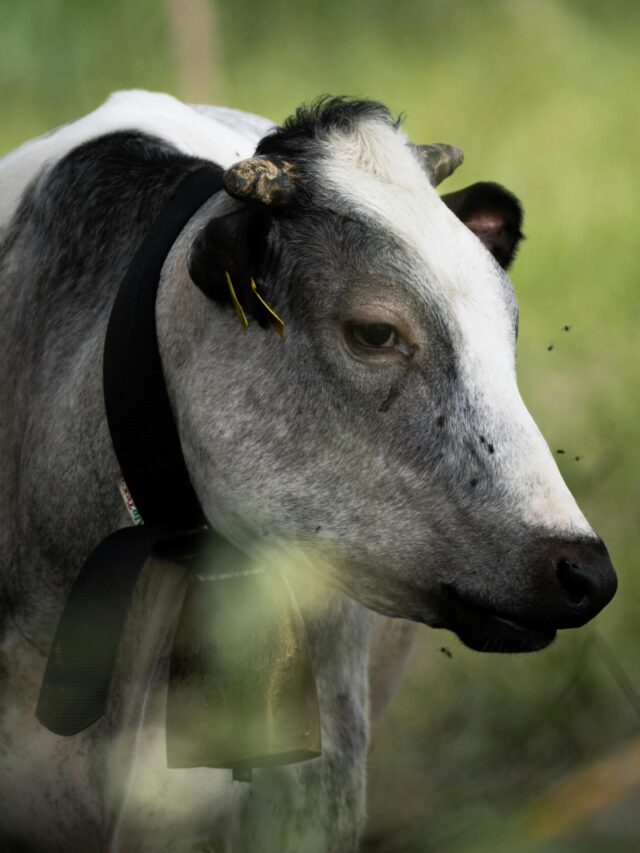Housefly Infestation in dairy farms