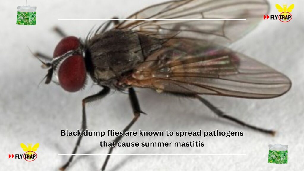 Black Dump Flies