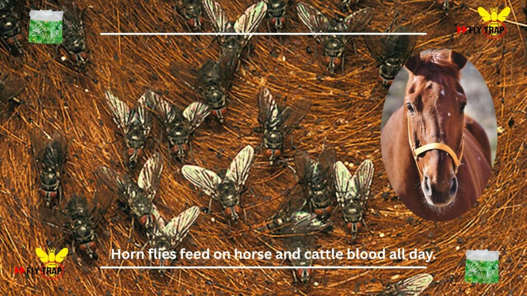Horn Flies on Horses - Stud Farm