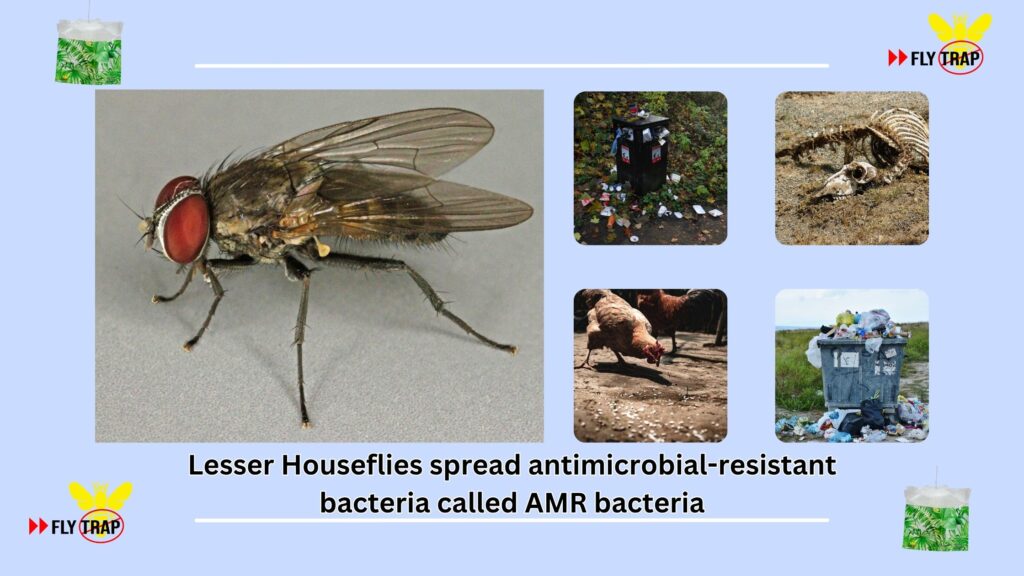 Impact of Lesser Houseflies