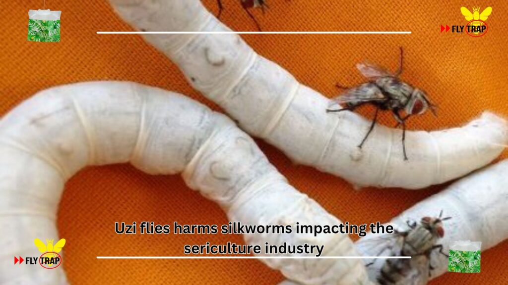 Uzi flies harming silkworms