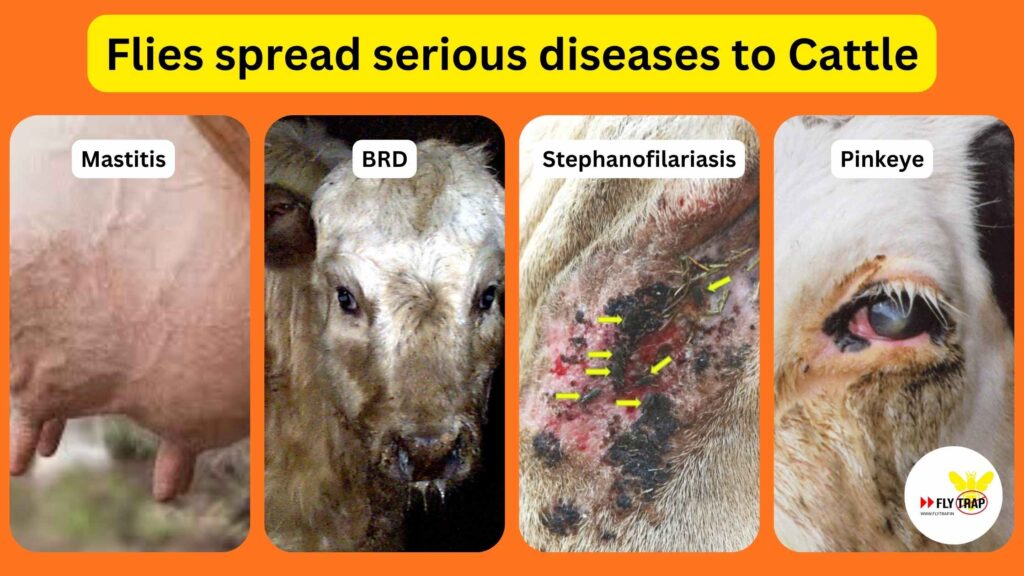 Flies spread serious diseases to Cattle
