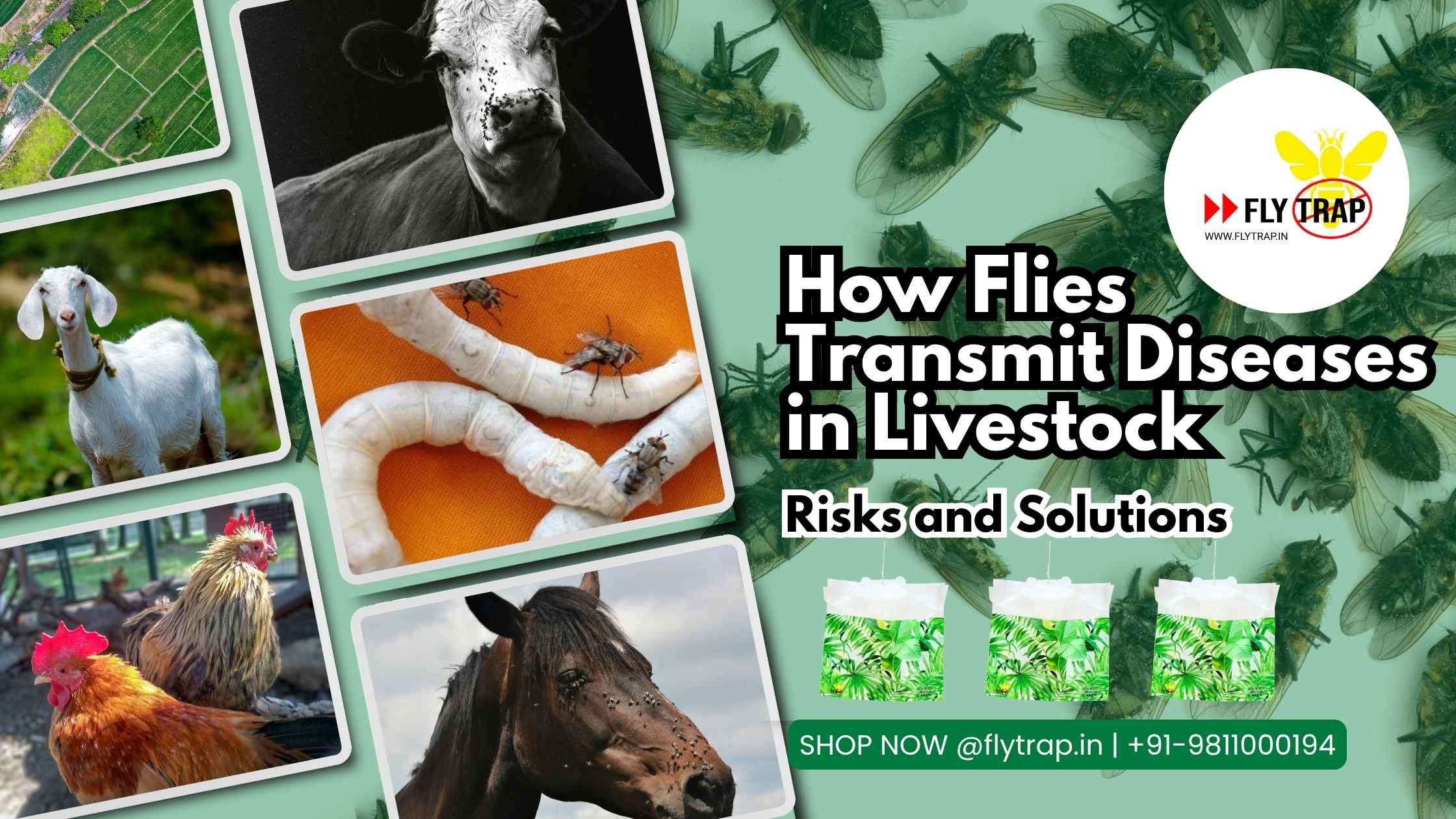 How Flies Transmit Diseases in Livestock