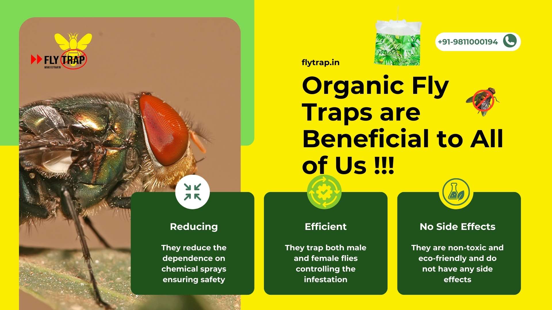 Organic Fly Traps are Beneficial to All