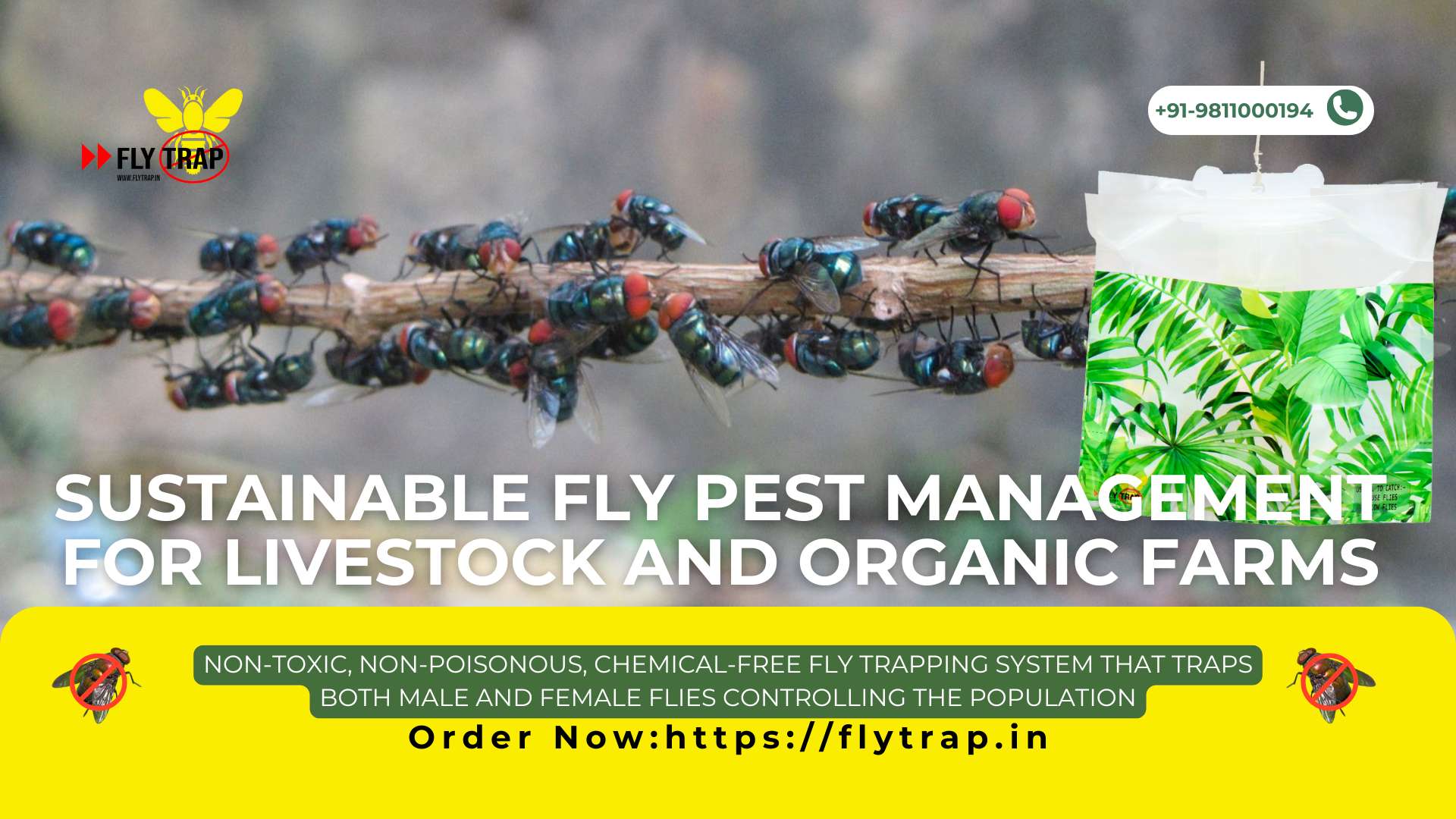 Sustainable Fly Pest Management for Livestock and Organic Farms