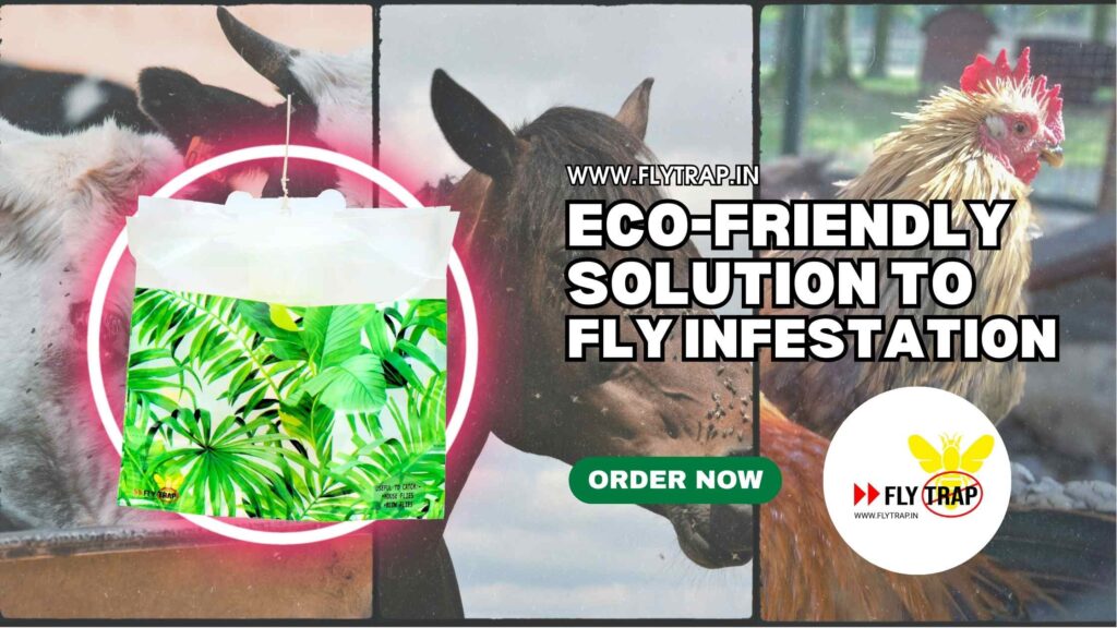 eco-friendly solution to fly infestation