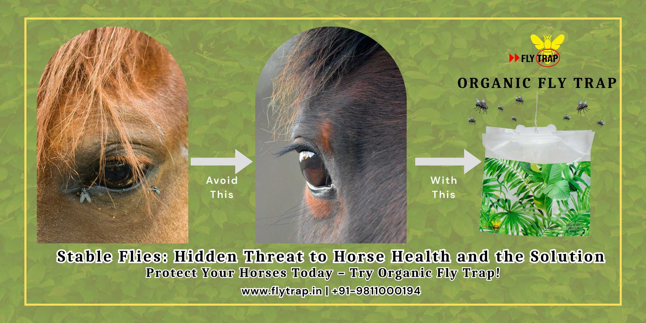 Stable Flies- Serious Threat to Horse Health and Solution to Control Them FlyTrap Protect Your Horses from Stable Flies Try Organic Fly Trap