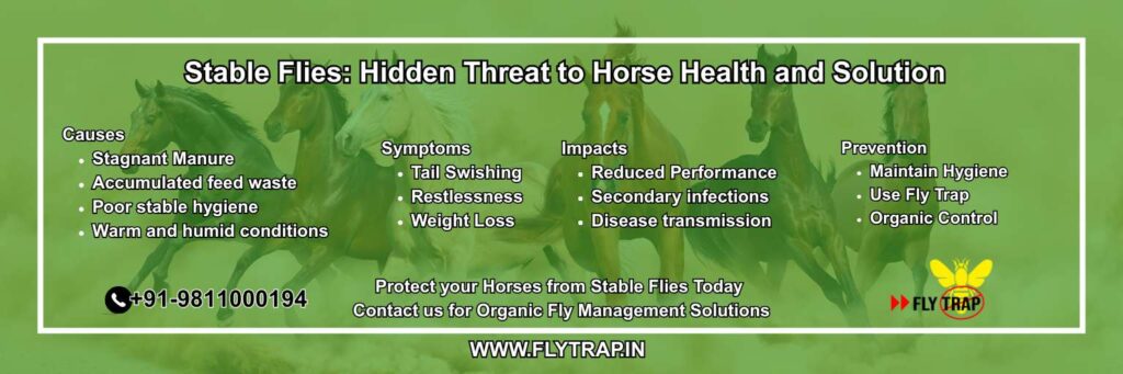 Stable Flies- Serious Threat to Horse Health and Solution to Control Them FlyTrap Stable Flies Hidden Threat to Horse Health - Fly Trap