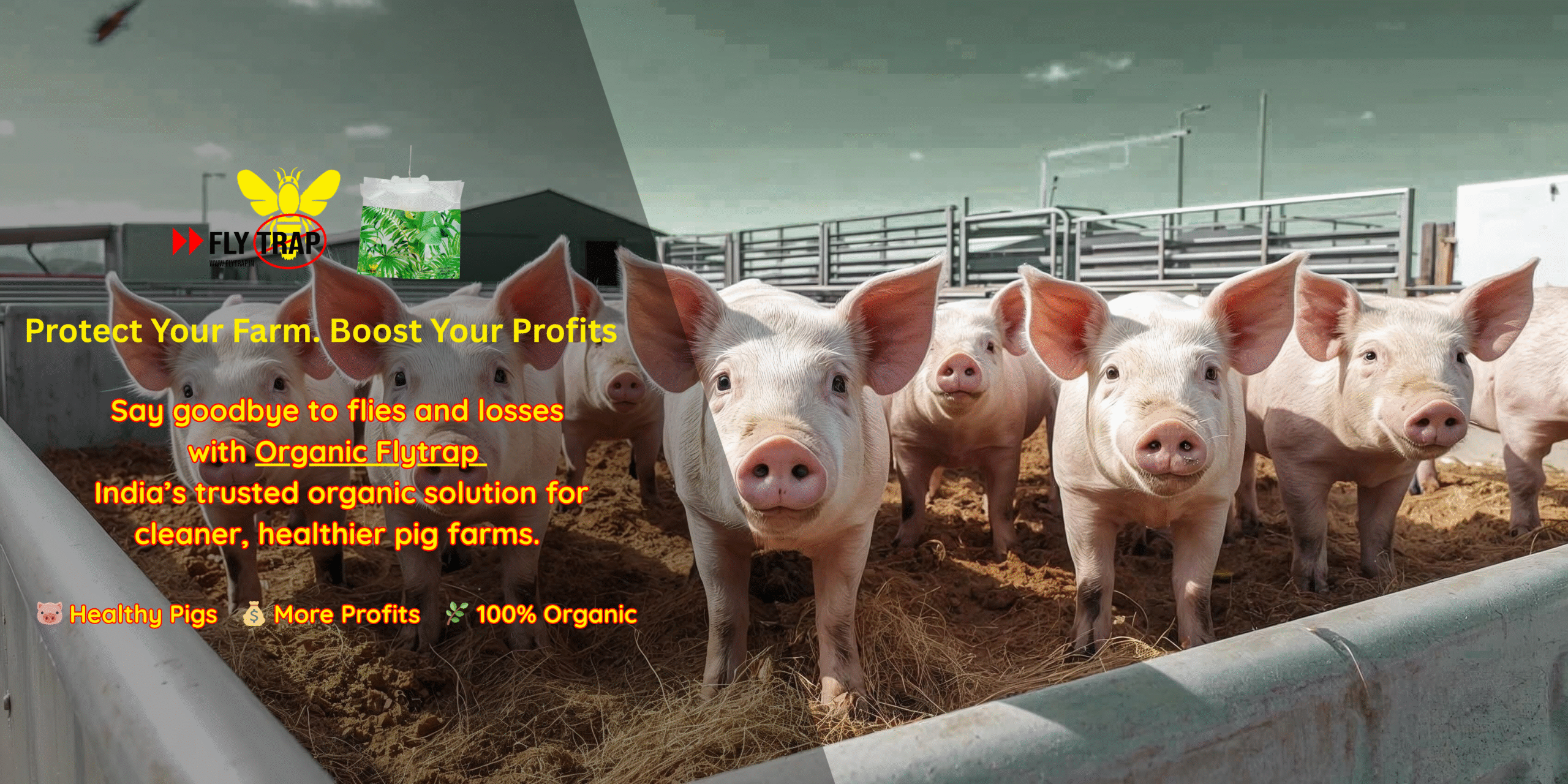 organic flytrap for pig farms in India